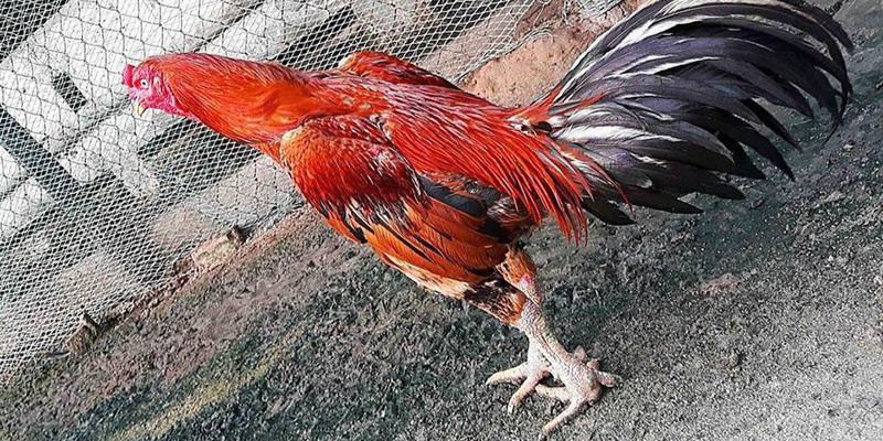 Dấu hiệu để nhận định mạng của gà điều chân trắng