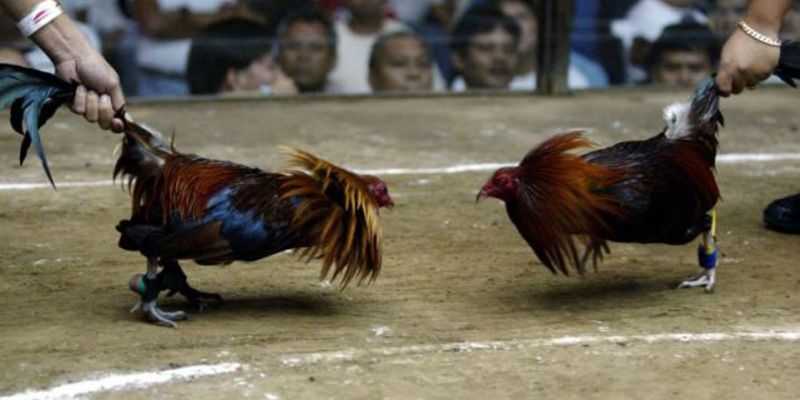 Luật cơ bản nhất trong hình thức đá gà nòi cựa sắt