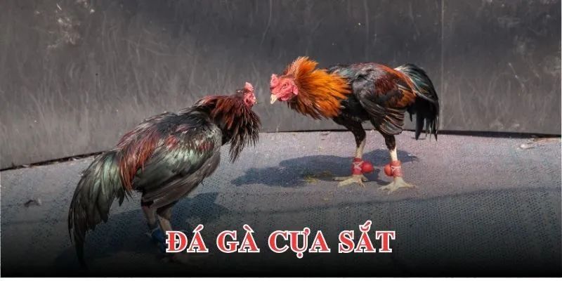 Thông tin chi tiết về các loại cựa được dùng trong đá gà nòi cựa sắt