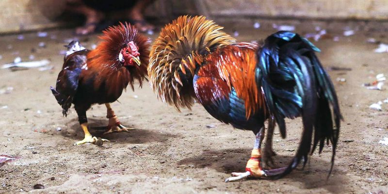 Vài điểm nổi bật của loài gà điều chân trắng