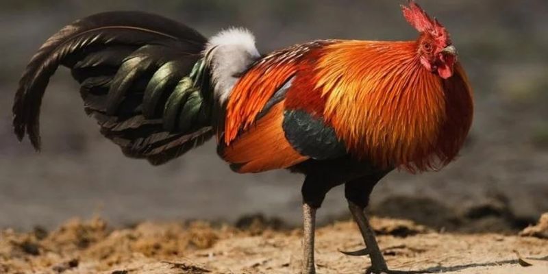 Vài kinh nghiệm hữu ích để nuôi gà điều chân trắng