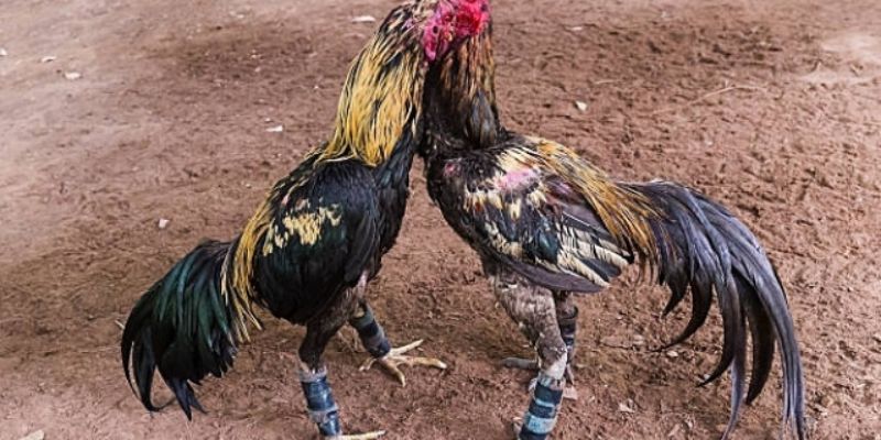 Vài thông tin cơ bản về hình thức đá gà nòi cựa sắt