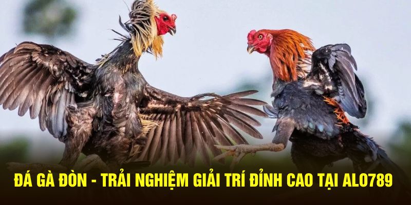 Đá Gà Đòn - Trải Nghiệm Giải Trí Đỉnh Cao Tại ALO789