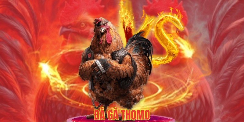 Đấu trường Thomo lừng danh, chất lượng đẳng cấp
