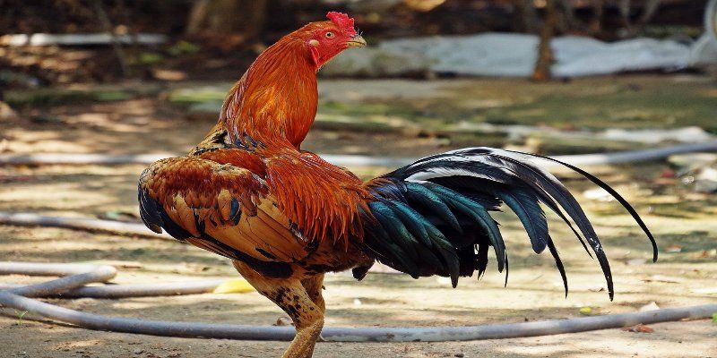 Gà Điều Chân Trắng – Tìm Hiểu Đặc Điểm Và Cách Nuôi Hiệu Quả