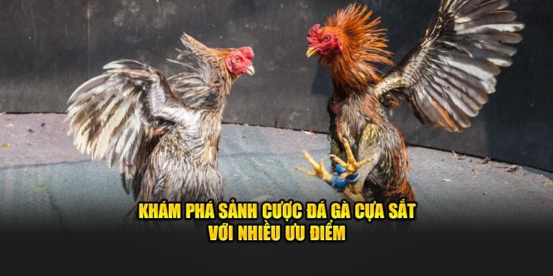 Khám phá sảnh cược đá gà cựa sắt với nhiều ưu điểm