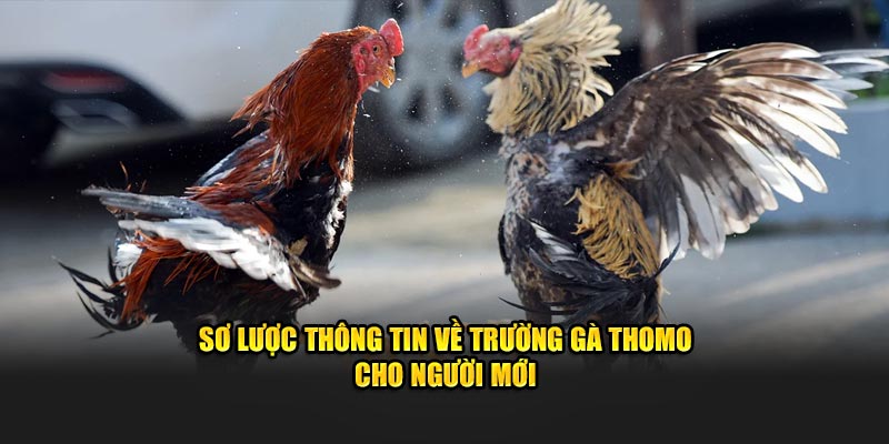 Sơ lược thông tin về trường gà Thomo cho người mới
