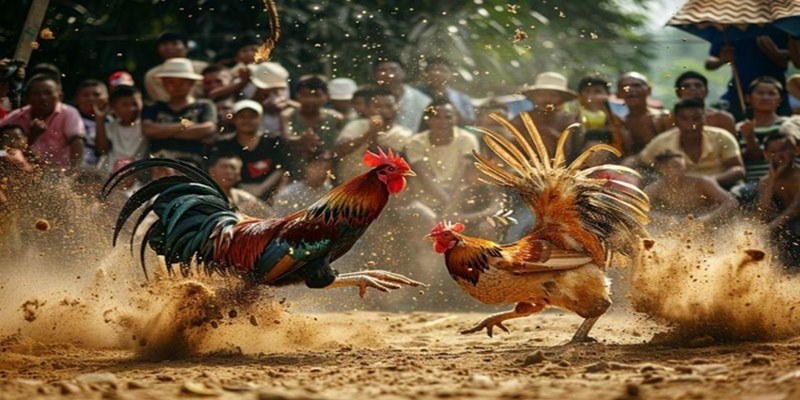 Thông tin tổng quan về đá gà ALO789