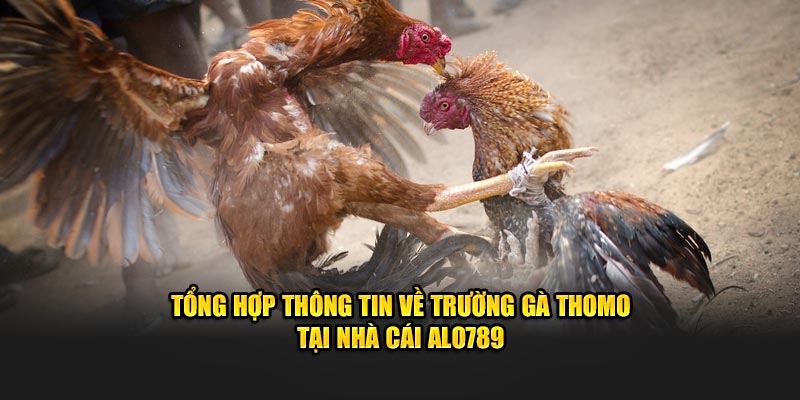 Tổng Hợp Thông Tin Về Trường Gà Thomo Tại Nhà Cái ALO789