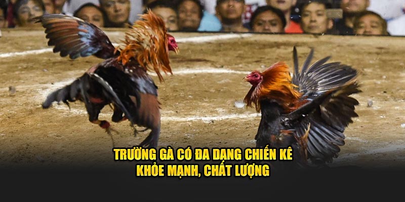 Trường gà có đa dạng chiến kê khỏe mạnh, chất lượng