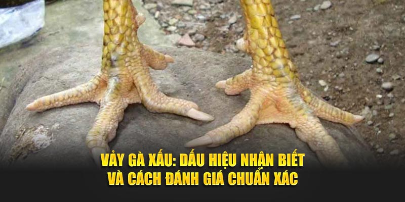 Vảy Gà Xấu: Dấu Hiệu Nhận Biết Và Cách Đánh Giá Chuẩn Xác