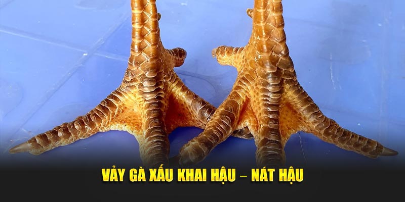Vảy gà xấu Khai Hậu – Nát Hậu